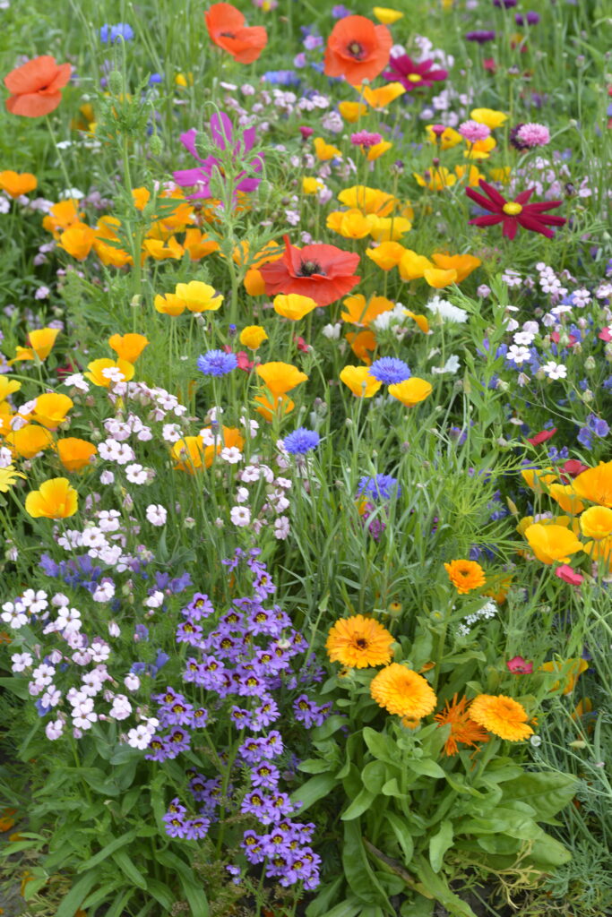 native wildflowers